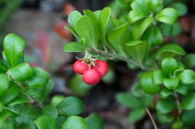 Cüce kutup ayısı çalısı. Parlak kırmızı olgun meyveler ve ormanda yetişen yeşil yapraklar..