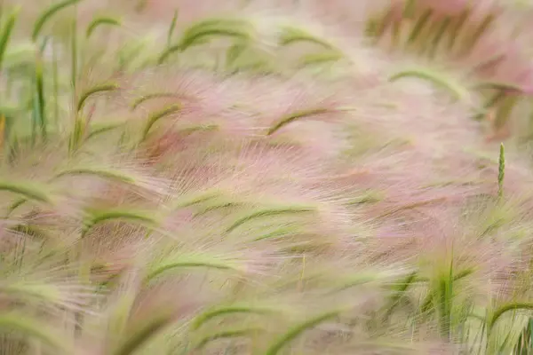 Noxious Weed Foxtail Barley Hordeum Jubatum Yellow Pinkish Heads Growing — Stock Photo, Image