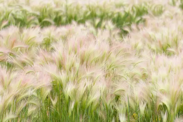 Noxious Weed Foxtail Barley Hordeum Jubatum Yellow Pinkish Heads Growing — Stock Photo, Image