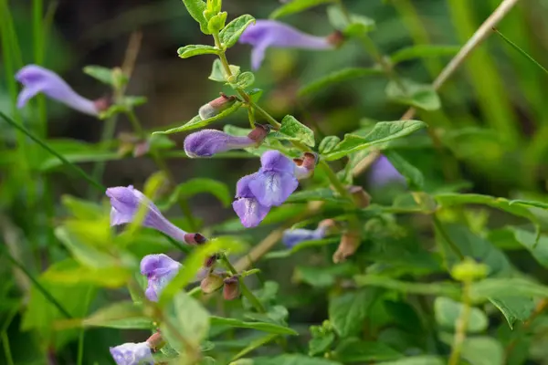 Cute Purple Little Wild Flowers Scutellaria Galericulata Marsh Skullcap Hooded — Stock Photo, Image