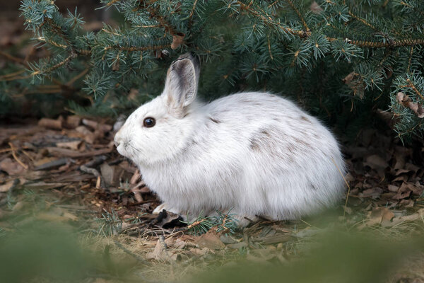 Cute bunny Snowshoe hare is hiding in the spring yard under green spruce branches, changes his fur from white to brown.