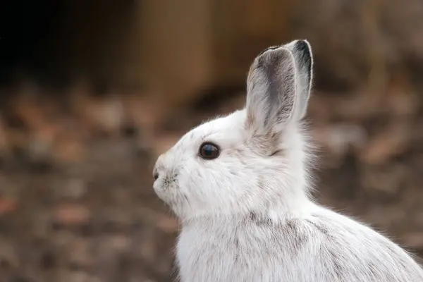 Cute Bunny Snowshoe Hare Sitting Spring Yard Changes His Fur — Fotografia de Stock