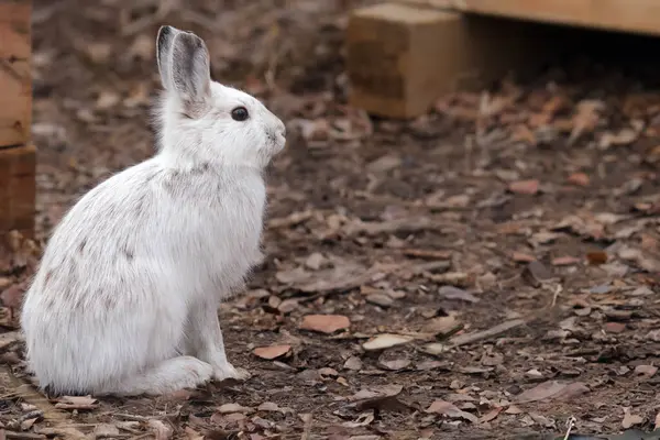 Cute Bunny Snowshoe Hare Sitting Spring Yard Changes His Fur — стоковое фото