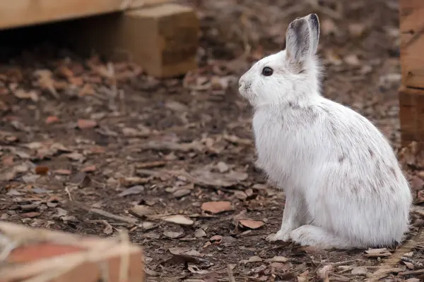 Şirin Tavşancık Bahar Bahçesinde Oturuyor Kürkünü Beyazdan Kahverengiye Çeviriyor — Stok fotoğraf