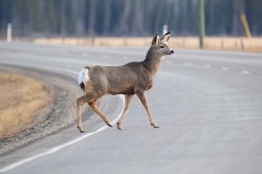 Tatlı dişi katır geyiği ilkbaharın başlarında kırsal alanda otoyoldan geçiyor..