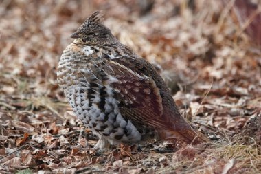 Fırfırlı orman tavuğu, baharda kuru otlar ve yapraklarla ormanda rahatça oturuyor..