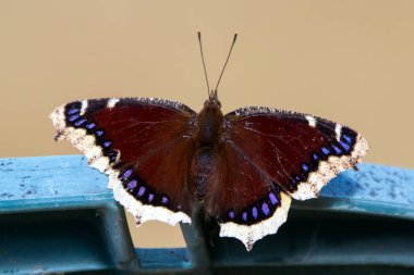 Beautiful butterfly Mourning cloak or Camberwell beauty is resting on the chair in the garden in early spring in morning light. clipart