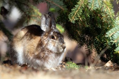 Kahverengi kürklü şirin pofuduk kar ayakkabısı tavşanı güneşli bahar gününde ladin ağacının altında oturuyor..