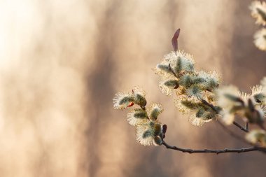 Söğüt ağacının çiçekli dalları Baharda günbatımında renkli turuncu ışıkta.