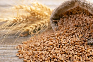 Wheat grain in a burlap bag spilled on a brown wooden rustic table, yellow ears on the background.