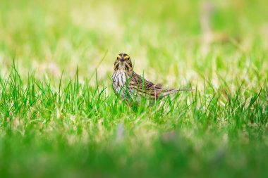 Sarı kaşlı şirin küçük Savannah serçesi güneşli bahar gününde yeşil çimlerde oturuyor..