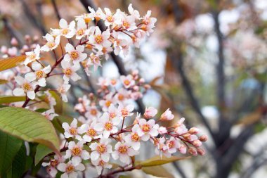 Bahar bahçesinde taze yeşil yapraklı kuş kirazının (hackberry, hagberry, veya mayday tree) birden fazla nazik pembe çiçeği.
