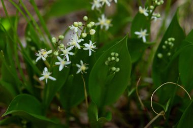 Maianthemum canadense 'nin güzel beyaz çiçekleri (Kanada zambağı, Kanada mayflower, sahte vadi zambağı) orman zemininde yetişen yeşil yapraklarla.