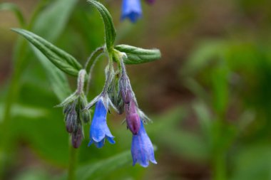 Mertensiya 'nın güzel çiçekleri, paniklemiş uzun akciğerotu, uzun çan çiçekleri ve yeşil yapraklı mavi ve pembe çiçeklerle bahar ormanlarında yetişiyor..