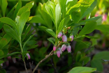 Aşı sezpitosumunun güzel pembe çiçekleri (cüce yaban mersini, cüce yaban mersini veya cüce yaban mersini) baharda ormanlarda yetişen yeşil yapraklarla birlikte..