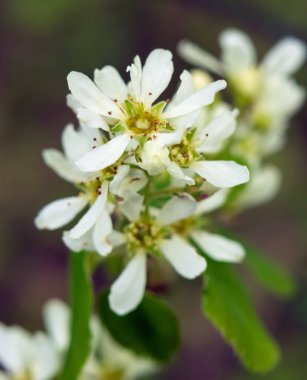 Amelanchier alnifolia (yaban mersini, Pasifik servis meyvesi veya batı orman meyvesi) ile beyaz çiçekli dal ve bahar ormanlarında yeşil yapraklar.
