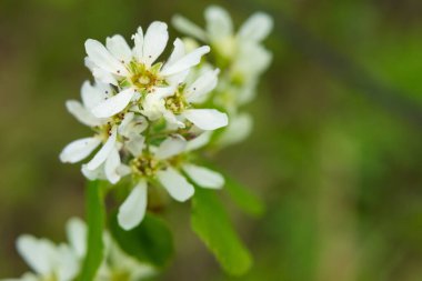 Amelanchier alnifolia (yaban mersini, Pasifik servis meyvesi veya batı orman meyvesi) ile beyaz çiçekli dal ve bahar ormanlarında yeşil yapraklar.