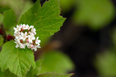 Beyaz çiçekli ve yeşil yapraklı bir dal olan Viburnum edulü (geyik üzümü, kızılcık veya kızılcık üzümü) baharda ormanlık alanda yetişir..