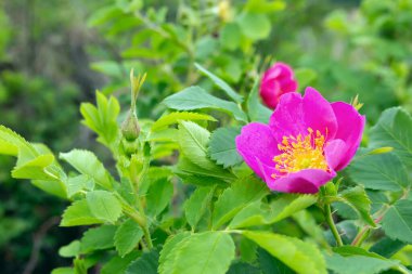 Yaban gülü ya da köpek pembe çiçek dalında yeşil yapraklar ve tomurcuklar yetişiyor yazın ormanda.