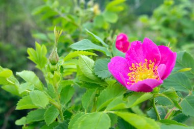 Yaban gülü ya da köpek pembe çiçek dalında yeşil yapraklar ve tomurcuklar yetişiyor yazın ormanda.