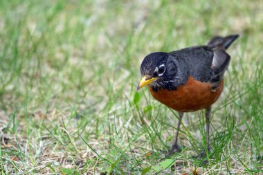 Parlak turuncu göğsü olan sevimli Amerikan bülbülü baharda yeşil çimlerde duruyor..