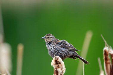 Female Red-winged blackbird with fluffed feathers is perched on cat tail in wetland in summer. clipart