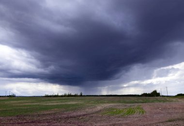 Büyük koyu mavi bulut tarlaların üzerine yağıyor baharda ortaya çıkan ekinle birlikte..