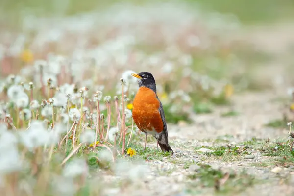 stock image American robin in bright orange plumage of the breast is standing on a gravel trail in the park among white dandelions in summer.