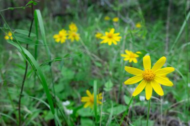 Arnica kordifolisinin (Heartleaf arnica) yeşil çimenler ve yaz yaprakları arasında büyüyen çok sayıda parlak sarı çiçekli odun tarlası.
