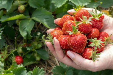 Tarlada olgun kırmızı organik çilekler, yerde böğürtlenlerle bitkiler.