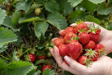 Tarlada olgun kırmızı organik çilekler, yerde böğürtlenlerle bitkiler.