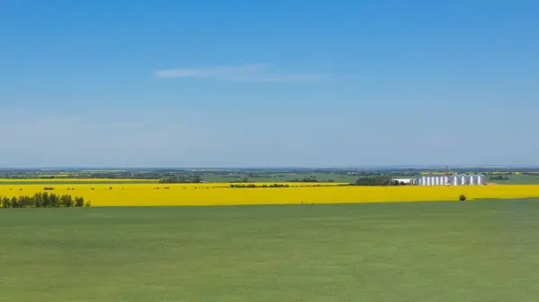 Stock image Rural landscape of green and yellow field of blooming canola and row of silver steel grain storage bins in the background, blue sky in summer prairies.