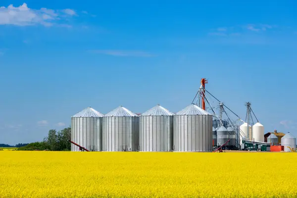 stock image Yellow field of blooming canola and row of silver steel grain storage bins in the background, blue sky in summer prairies.