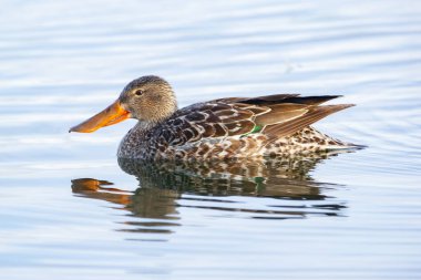 Kuzeyli Kürekçi dişi ördek tüylü sakin göl sularında yüzüyor..