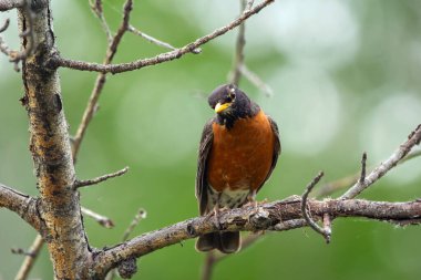 Parlak turuncu tüylü Amerikan bülbülü yaz mevsiminde bir ağacın çıplak dalına tünemiştir..