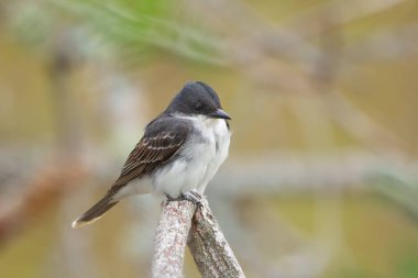 Doğu Kingbird, sonbahar parkındaki kuru bir ağaç dalına tünemiştir..