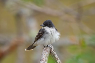 Eastern kingbird is perched on a dry dead tree branch in autumn park on warm background. clipart