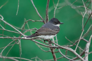 Doğu Kingbird, koyu yeşil arka plandaki yaz parkında kurumuş bir ağaç dalına tünemiştir..