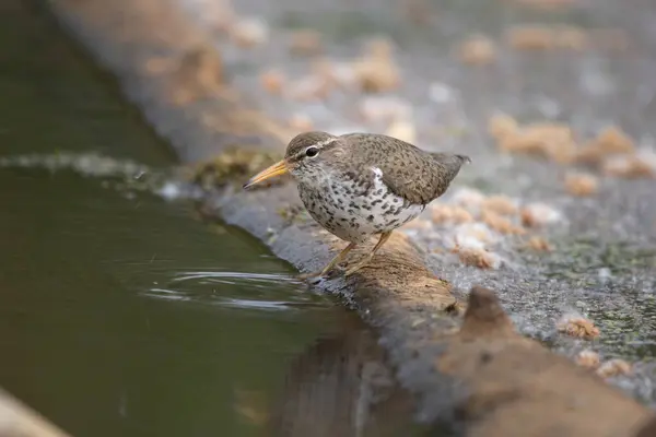 stock image Spotted sandpiper in bright breeding plumage with spots on feathers is foraging near water walking on a log in the wetland.