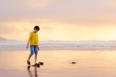 Genç çocuk yalnızlığın tadını çıkarıyor ve gün batımında huzur dolu plajları keşfediyor, kumdaki yosunları. Tofino, Vancouver Adası, Kanada.