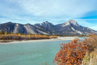 Sonbahar mevsiminde turkuaz suları olan bir dağ nehrinin manzarası, sarı ve turuncu yaprak rengi. Athabasca Nehri, Alberta, Kanada.