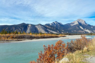 Sonbahar mevsiminde turkuaz suları olan bir dağ nehrinin manzarası, sarı ve turuncu yaprak rengi. Athabasca Nehri, Alberta, Kanada.