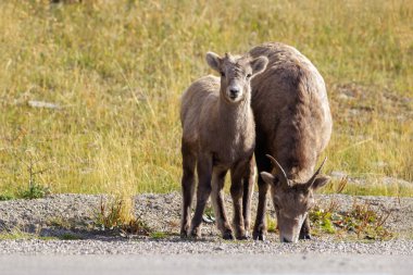 Yavru bir hayvanla dişi Bighorn Rocky dağlarında yol boyunca otluyor, arka planda sarı çimenler var..
