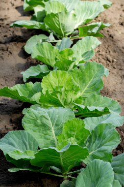 Büyük yapraklı, taze, yeşil organik lahanalı tarım çiftliği..