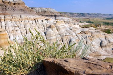 Manzaralı çorak topraklar, kanyon tepelerinde rüzgârla yontulmuş kumtaşı oluşumları ve yaz mevsiminde büyüyen çöl bitkileri. Serseriler, Drumheller, Alberta, Kanada.
