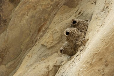 Kırlangıçların harika yapıları, uçurumun dikey duvarında çamurdan kuş yuvaları.