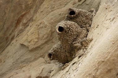 Kırlangıçların harika yapıları, uçurumun dikey duvarında çamurdan kuş yuvaları.