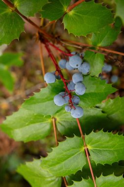 Kuzeybatı Pasifik bölgesinde yetişen ve Mahonia aquifolium 'un dikenli yaprakları ve yenilebilir mavi meyveleriyle yetişen bir dal. Yağmur ormanlarında sürünen bitkiler.