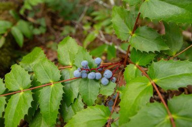Kuzeybatı Pasifik bölgesinde yetişen ve Mahonia aquifolium 'un dikenli yaprakları ve yenilebilir mavi meyveleriyle yetişen bir dal. Yağmur ormanlarında sürünen bitkiler.