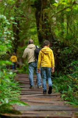 İki çocuklu baba yağmur ormanlarında kaldırımda yürüyor. Yeşil yapraklar, eğrelti otları ve sedirlerle. Büyük ağaç patikası, Vancouver Adası, İngiliz Kolombiyası, Kanada.